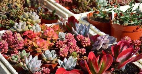 室内养不死的懒人花