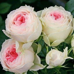 门廊绒球抗冻吗