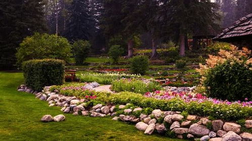 花期长的藤本月季