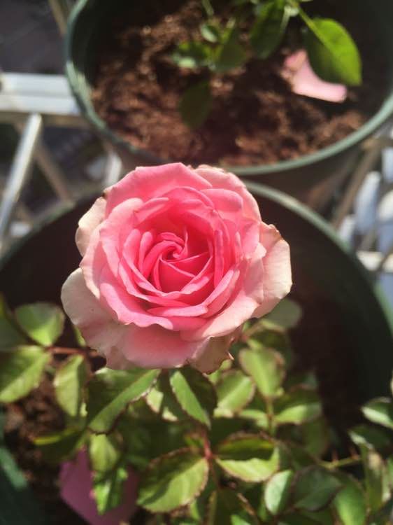 月季哪个品种花期长还香