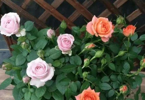 诺娃月季值得购买吗