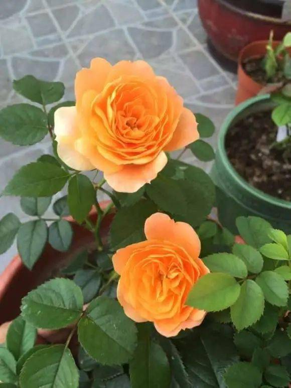 阳台月季最爆盆的排行榜