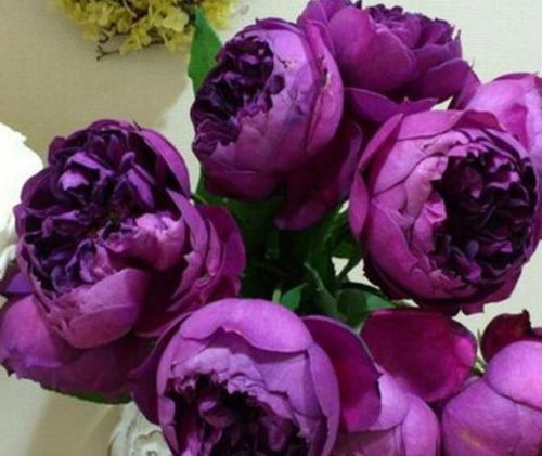 秋日胭脂是藤本还是灌木