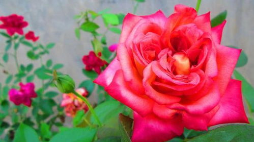 广东十大勤花月季