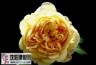 黄金庆典月季优缺点