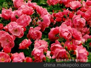 大量批发各种品种月季花苗 大花月季 藤本月季等 量大优惠