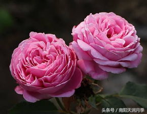 欧月灌木月季经典品种