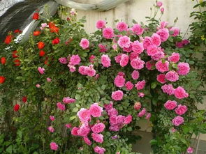 月季花总往高了长怎么办