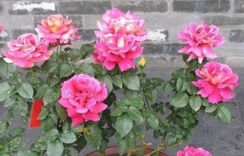 月季花期过后怎么处理