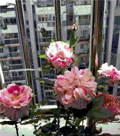 月季光长枝条不开花