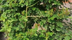 胭脂扣月季花耐晒吗