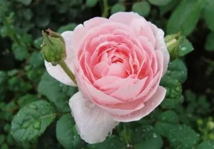 瑞典女王月季 花色柔美,百看不厌
