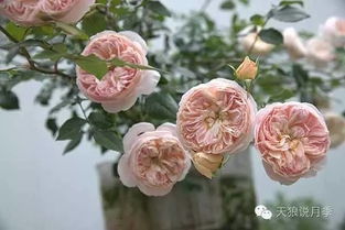 天狼月季自育最有名的品种