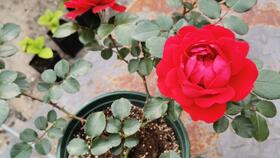 佛罗伦蒂娜月季一年开几次花