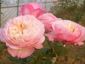 灌木月季品种大全