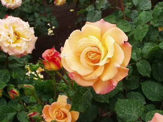 大花月季品种介绍及图片