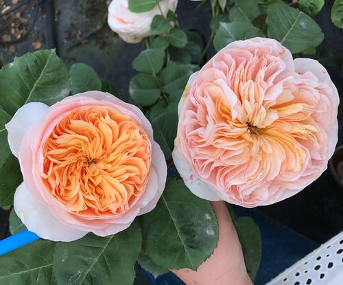 切花月季有哪些品种适合阳台种