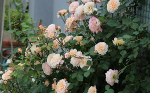 艾拉绒球的修剪