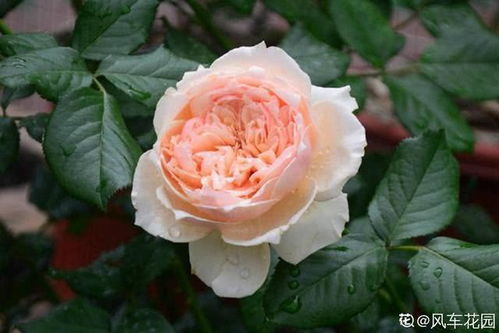 月季珊瑚果冻和真宙谁好