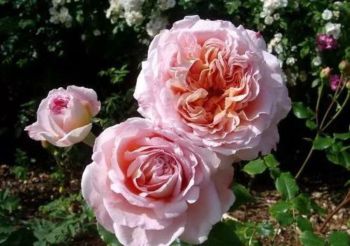 葵月季是藤本还是灌木