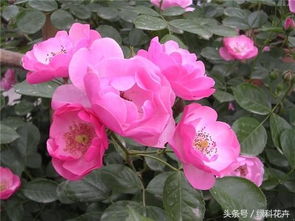 月季花有这么多品种,快看看你养的是哪一种