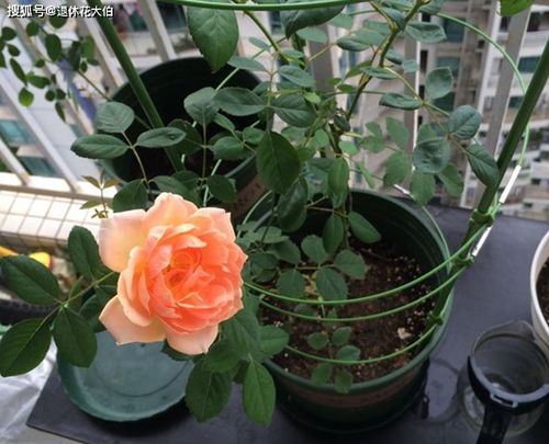 夏洛特夫人月季优缺点有哪些