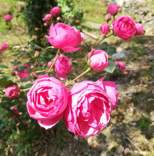 胭脂扣月季怎么样