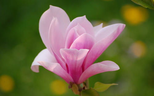 屋后没阳光能种什么树