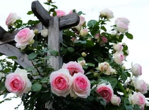 月季铃之妖精好养吗