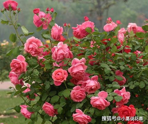 家里养月季,做好3件事,猛长笋芽,开花更多 修剪 养分 枝条