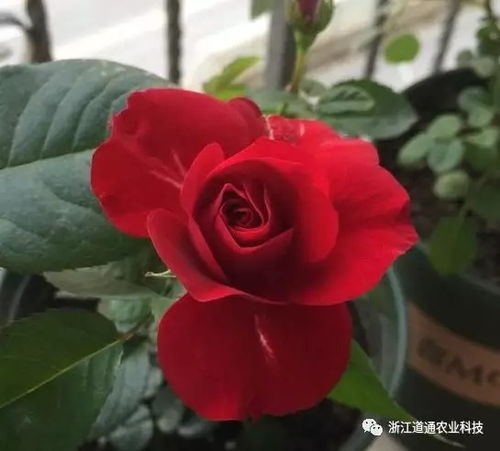 花期超长的10款月季,让你冬天也能赏花