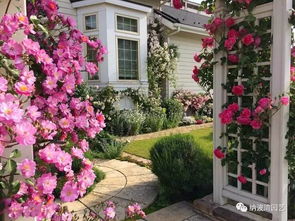 适合爬花架的藤本月季
