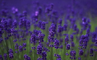 薰衣草花环和蓝色风暴区别