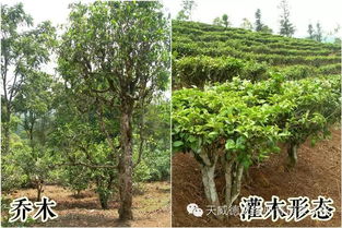 普洱茶茶种与生长形态大全 多图长文,注意流量