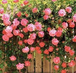 地栽大型灌木月季