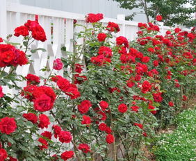 大型藤本月季5米以上