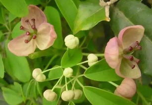 耐阴爬藤又容易开花的植物