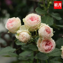 门廊绒球月季几月份开花