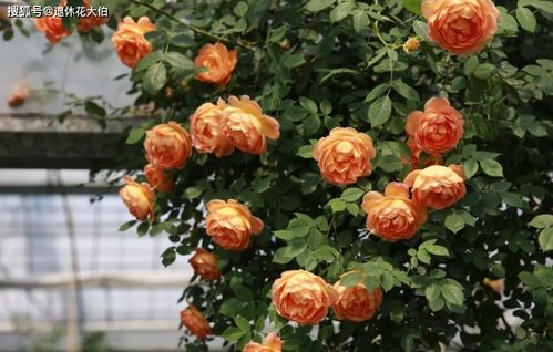 夏洛特夫人月季修剪图