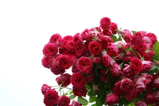 月季胭脂扣一年开几次