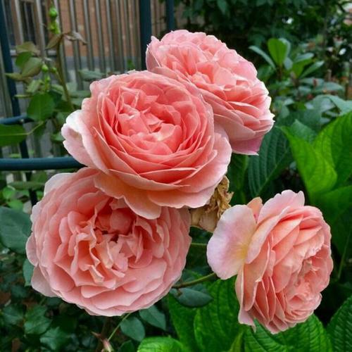家里养月季花,了解掌握几个要点,笋芽侧芽一起长,新手也会养 养护
