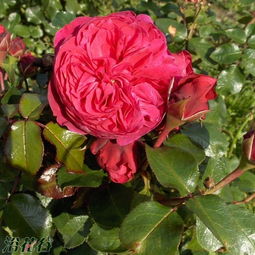 达芬奇月季适合两广吗