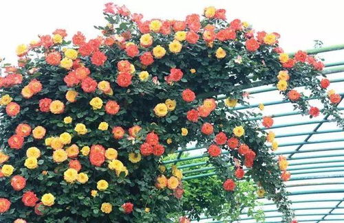 院子种上这些花,绝对美爆了