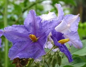 真宙是藤本还是灌木