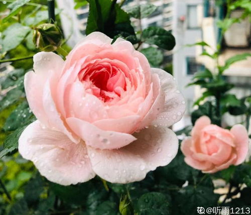 50种绝美月季,随便一棵就能爆满院,这辈子一定要养全