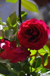 排名第一的最耐阴藤本月季