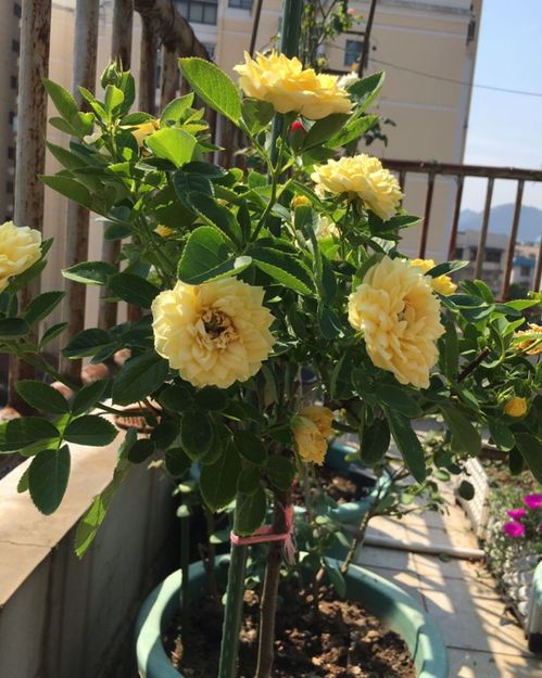 海神王棒棒糖月季