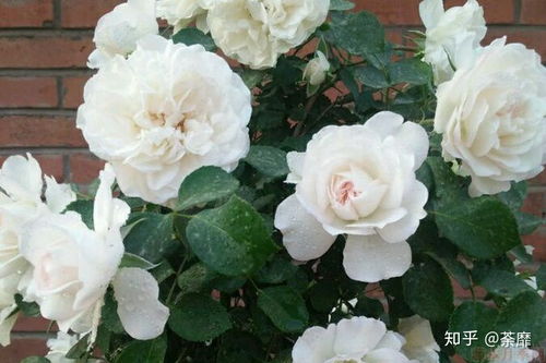 月季欢迎是大藤本还是小藤本