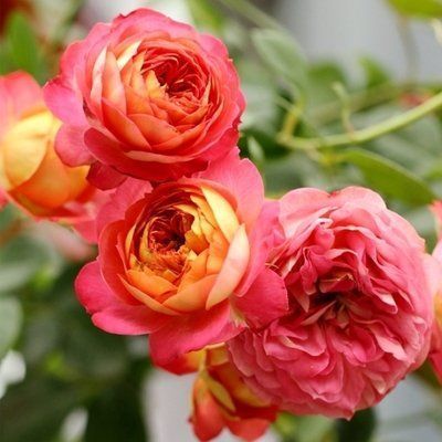 花期最长的月季