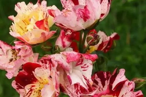 名贵月季十大品种